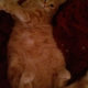 Is it just the cold medicine, or does that belly look perfect to nap on?